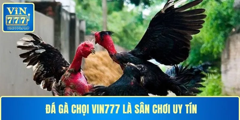 ĐÁ GÀ CHỌI VIN777 LÀ SÂN CHƠI UY TÍN